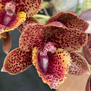 Fredclarkeara After Dark 'Sunset Valley Orchid' - ADULTO - POTE 15