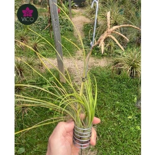 Tillandsia Distichia