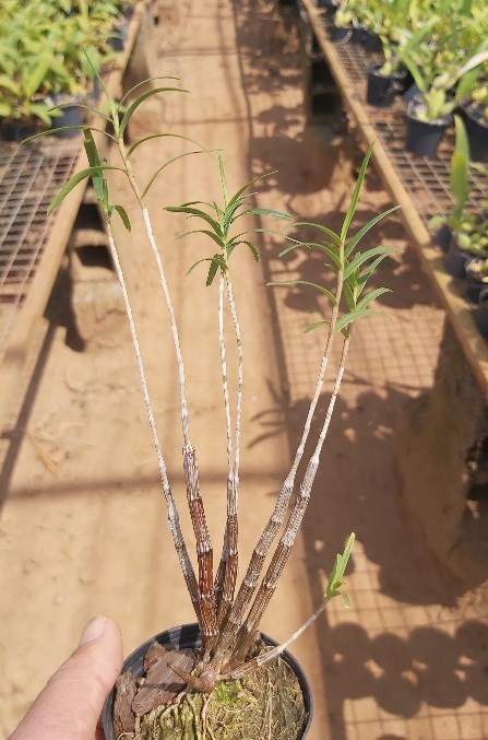 Orquídea Dendrobium hancockii