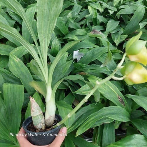 Catasetum Richard Fulford - Adulto