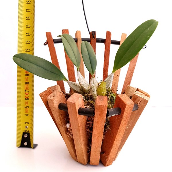 Kit 3 (três) Orquídeas No Cachepot. Plantas Adultas Plantada