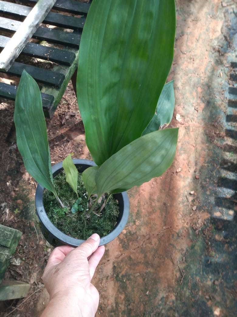 Orquídea Stanhopea tigrina