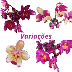 Spatoglotis exótica (cores diversas)