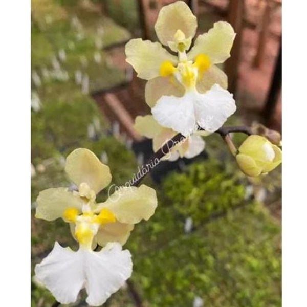 Orquídea Oncidium jonesianum 'albo self'