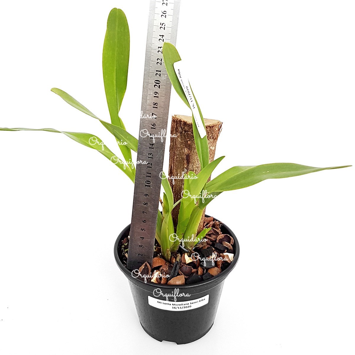 Orquídea Miltonia moreliana Semi Alba Planta Adulta Flor