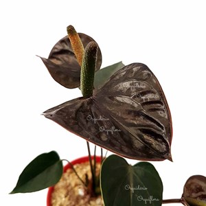 Mini Anturio Negro Muda Jovem Florida Planta Natural No Vaso