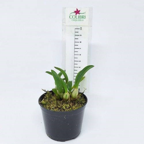 Orquídea Hoffmannseggella cruziana