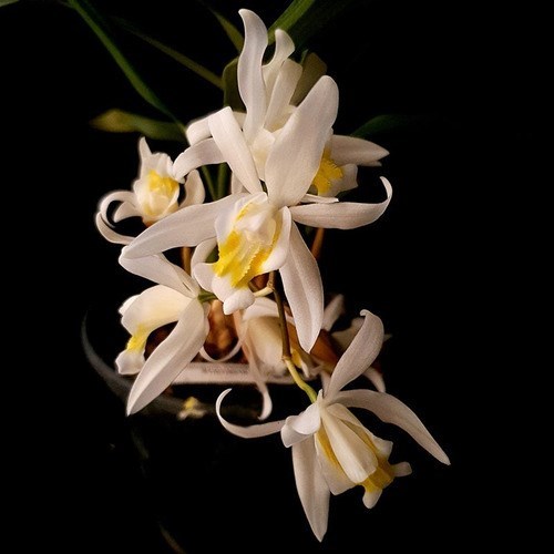 Orquídea Coelogyne mooreana. Com Vaso ! Planta Adulta !