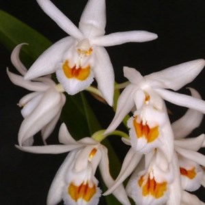 Orquídea Coelogyne stricta
