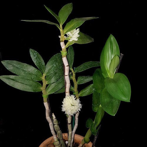 Orquídea Dendrobium purpureum Planta Adulta Flor Exótica