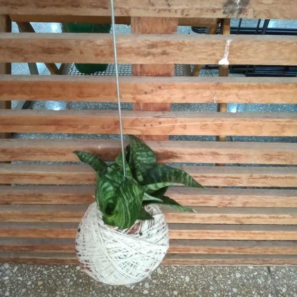 Kokedama de Folhagem Espadinha