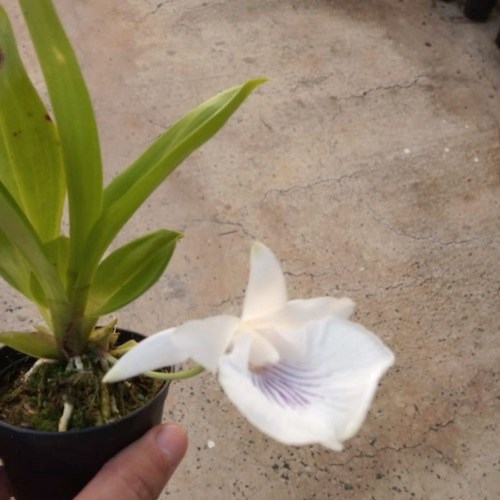 Warczewiczella amazonica (Cochleanthes)