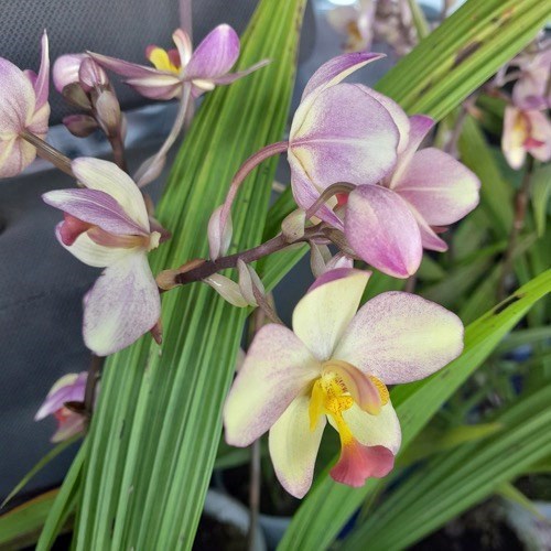 Spatoglotis exótica (cores diversas)