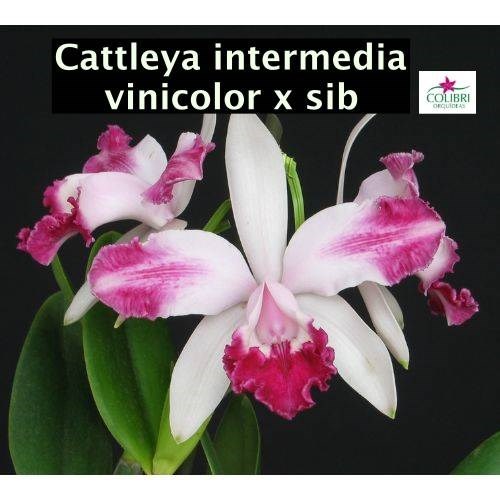 Orquídea Cattleya intermedia vinicolor