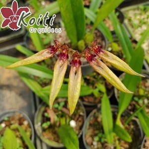 Orquídea Bulbophyllum picturatum