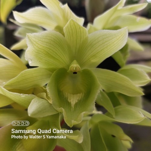 Clowesetum Black Jade - Adulto