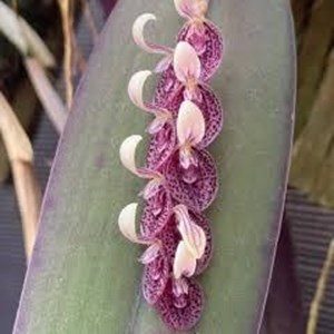 Orquídea Pleurothallis strupfolia