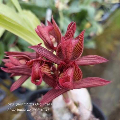 Mormodes Strawberry Fields - Adulto