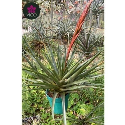 Tillandsia boliviana