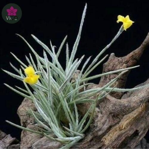 Tillandsia Crocata