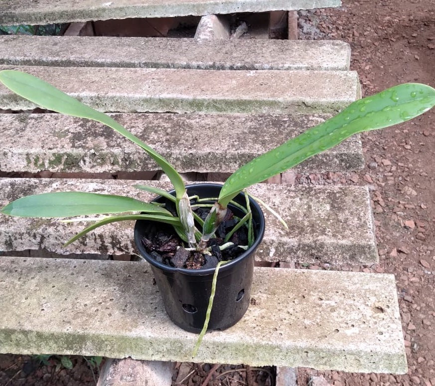 Cattleya labiata s/alba x lueddemanniana “cerro Verde”