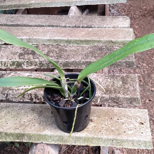 Cattleya labiata s/alba x lueddemanniana “cerro Verde”