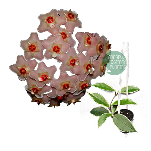 Flor de cera Hoya carnosa variegata 'Krinson Queen' muda enraizada no pote nº 6