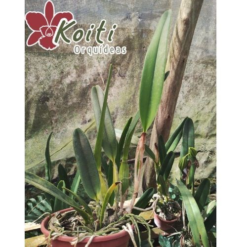 Orquídea Laelia Purpurata Carnea - Adulta