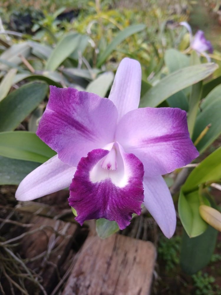 Orquidea Lc. Nobile Blue Sky