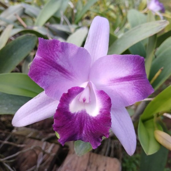 Orquidea Lc. Nobile Blue Sky