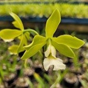 Registro Disponível , Encyclia alboxanthyna x Prostechea mariae