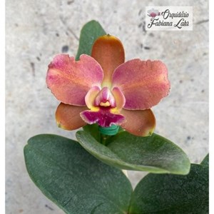(B.L.C. Waianae Leopard x C. Corcovado) # 5 X(B.L.C. Nobilie's Tropical x B.L.C. Chinese Bronze)