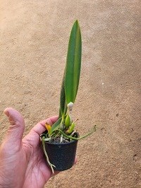 Hadrolaelia jongheana alba