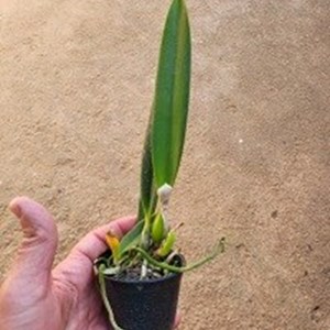 Hadrolaelia jongheana alba