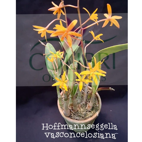 Orquídea Hoffmannseggella vasconcelosiana