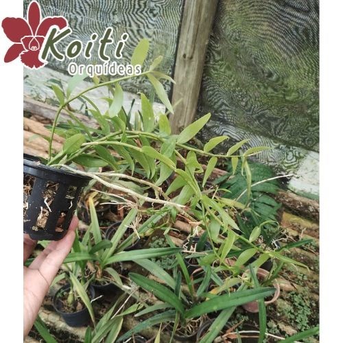 Orquídea Dendrobium Pierardii (Dendrobium aphyllum) - Adulto