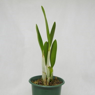 Orquídea (Hoffmannseggella rupestris x Cattleya loddigesii aquinii alba)