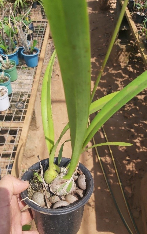 Orquídea Encyclia alata X Encyclia Rioclarense