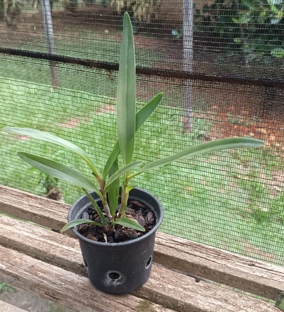 Cattleya bowringeana x Cattleytonia jamaica Red