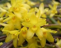 Octomeria juncifolia 