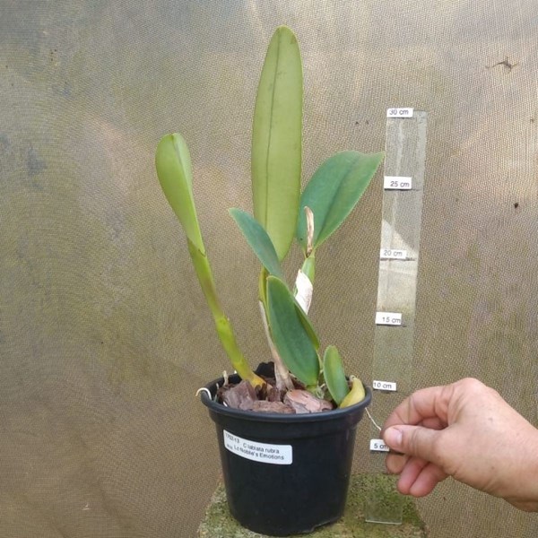 Orquídea C. labiata rubra x Lc. Nobile's Emotions