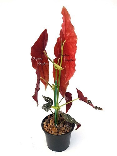 Begonia Maculata Planta Adulta Natural Exótica