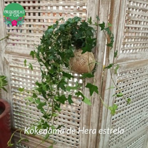 Kokedama de Folhagem Hera Estrela