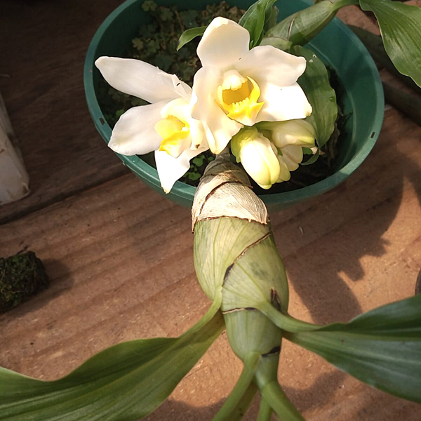 Orquídea Chysis bractescens - Orquiloja