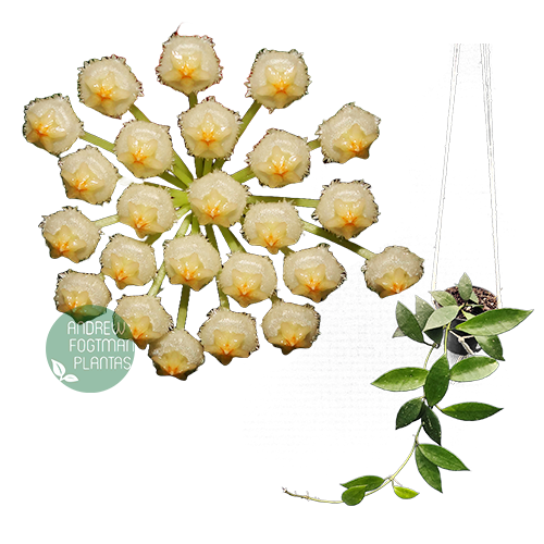 Flor de cera Hoya lacunosa muda enraizada no pote nº 6