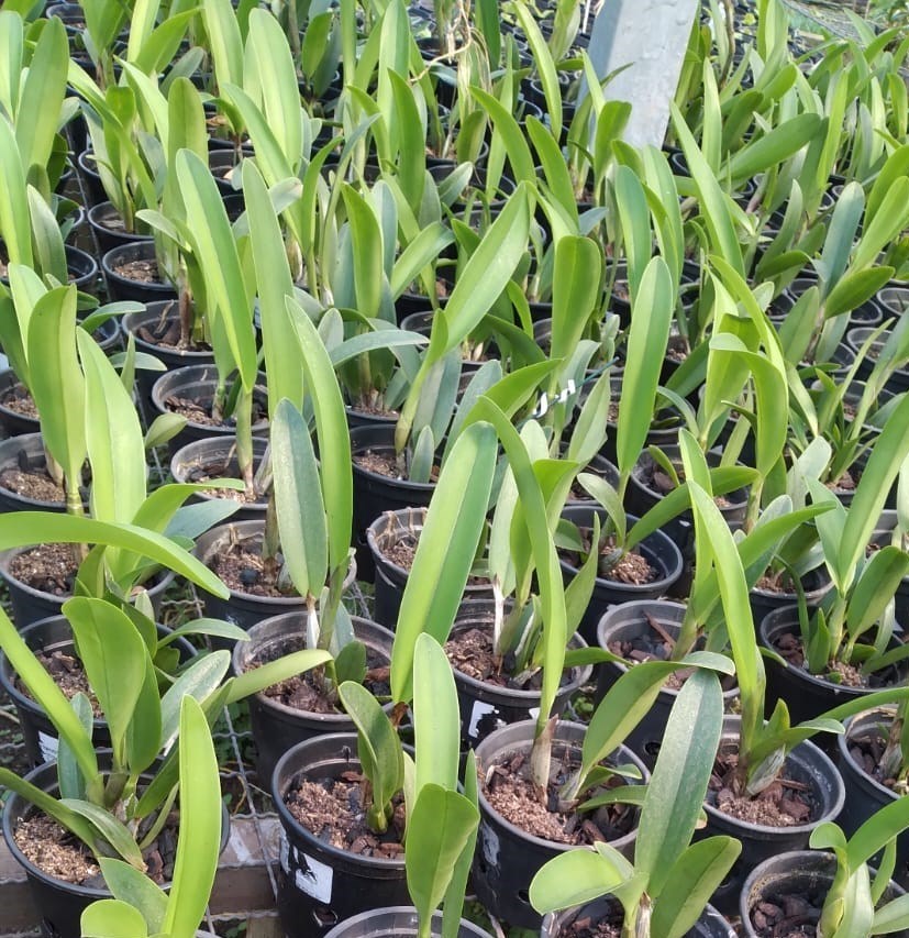 Schomburgkia rósea x Cattleya walkeriana “Super Rubra”
