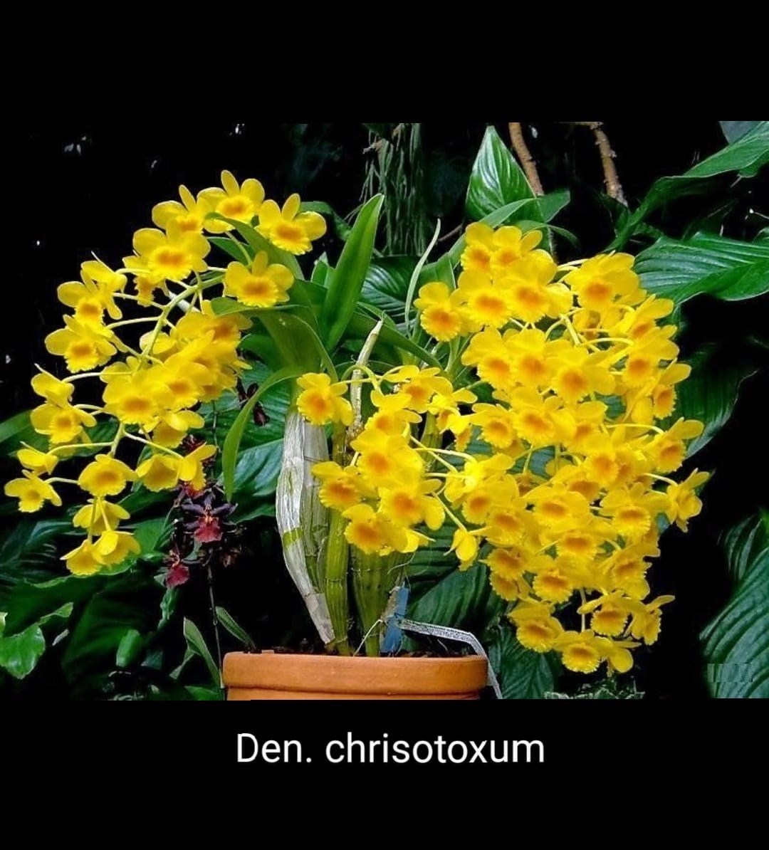 Orquídea Dendrobium chrisotoxum