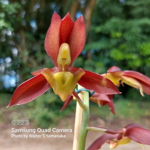 Catasetum Ten Dragons - Adulto