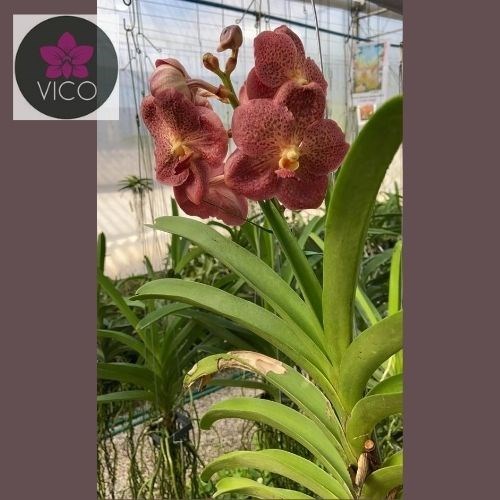 Orquídea Ascocenda Pedro Bonetti