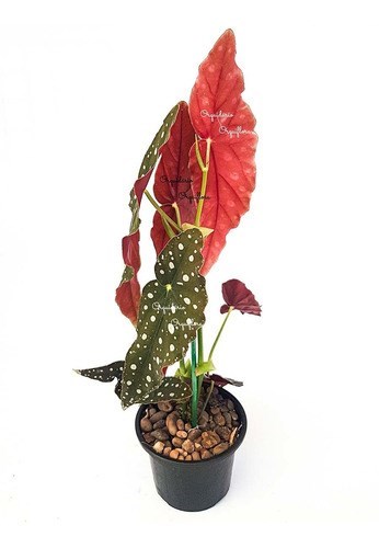 Begonia Maculata Planta Adulta Natural Exótica